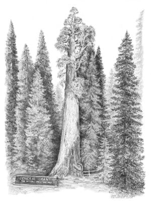 General Grant Tree | Cabin Art